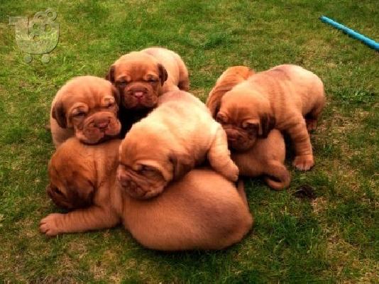 PoulaTo: Top Ποιότητας Dogue De Bordeaux κουτάβι του * έτοιμο να πάει στη Νέα Homes